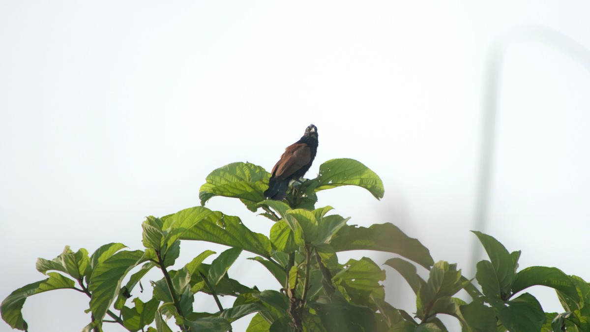 Coucal rufin - ML642144585