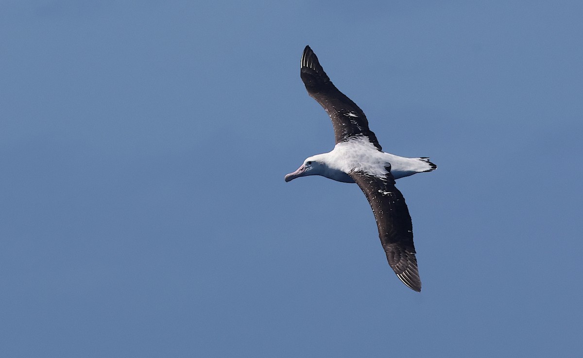 Antipodean Albatross (Gibson's) - ML642144601