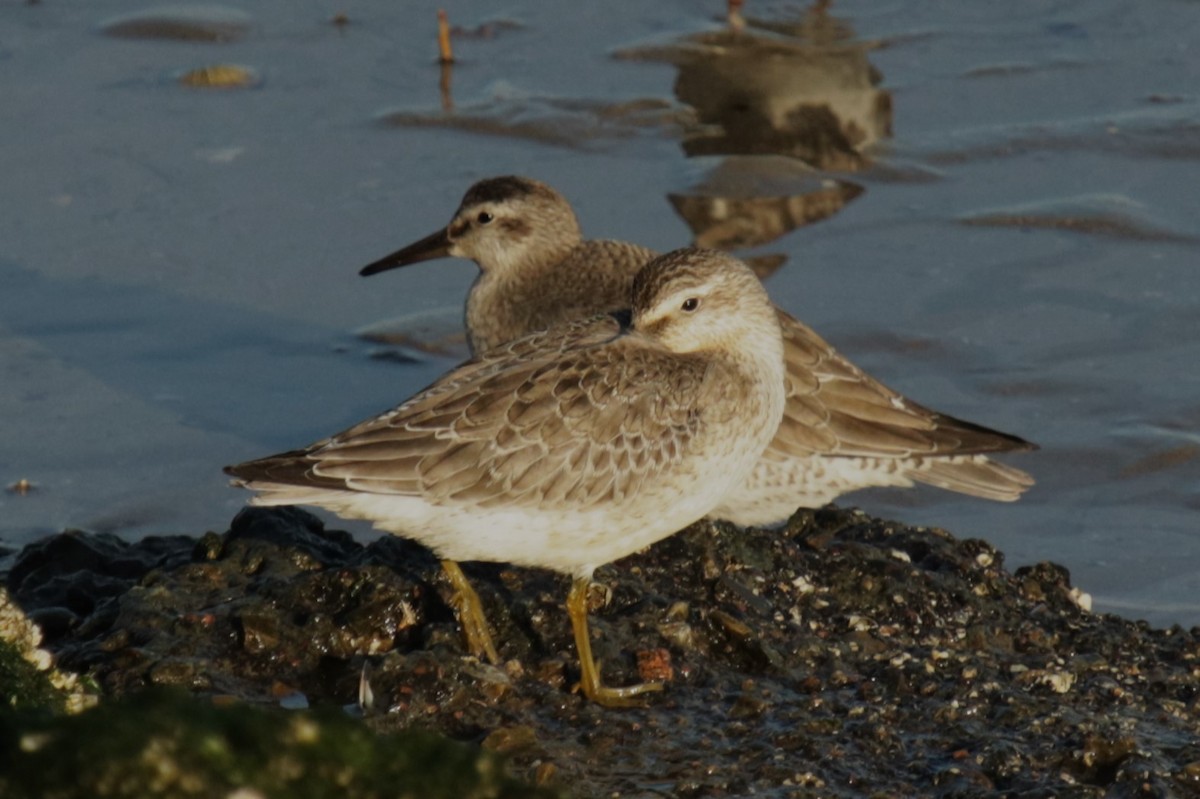 Red Knot - ML642144606