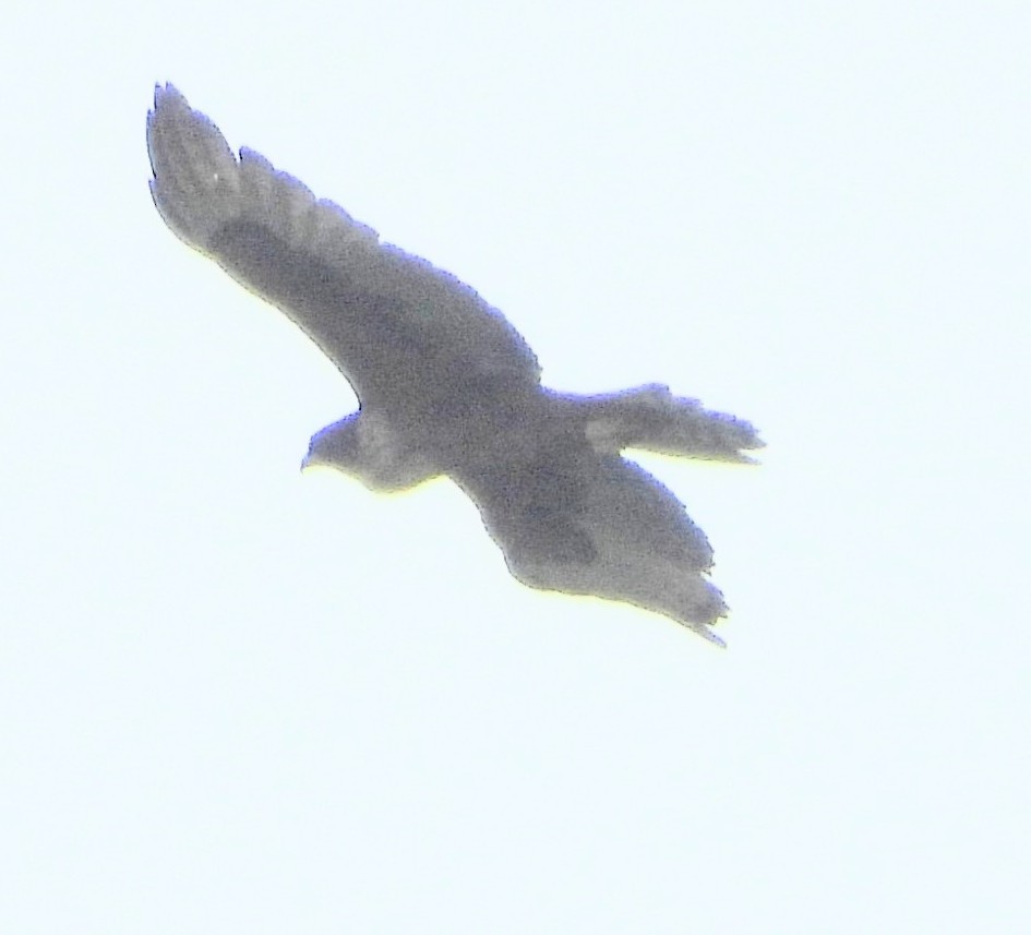 アカハラクマタカ - ML642144614