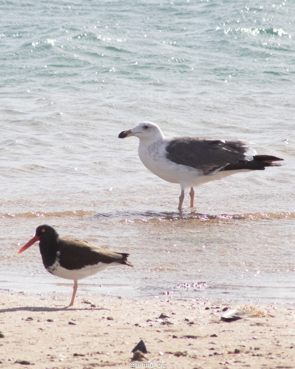 Gaviota Occidental - ML642144615