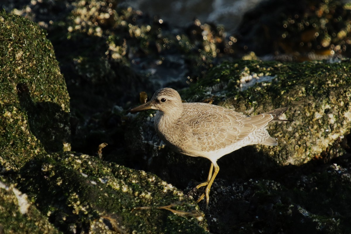 Red Knot - ML642144625