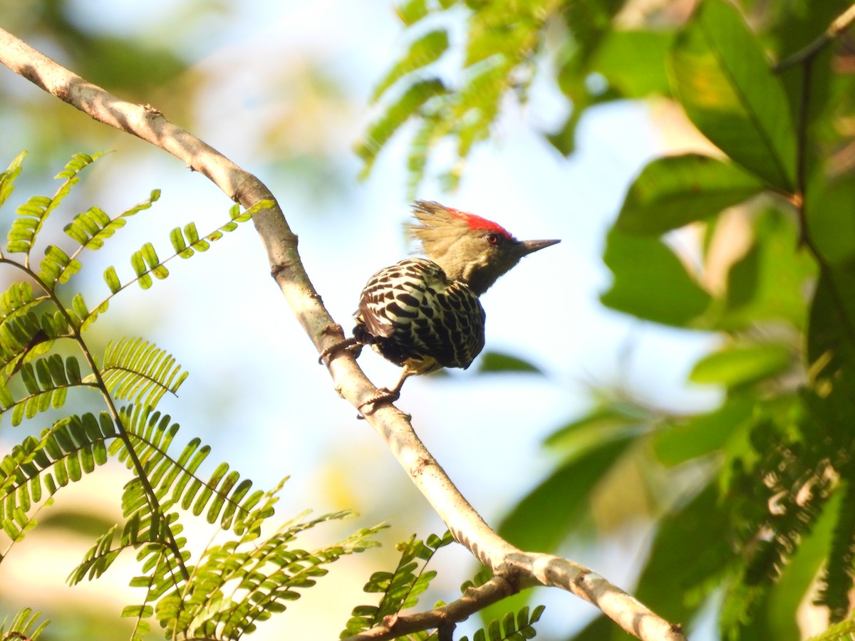 Gray-and-buff Woodpecker - ML642144635