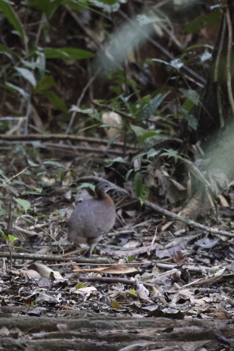 Great Tinamou - ML642144638