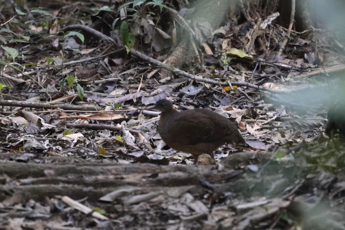 Great Tinamou - ML642144640