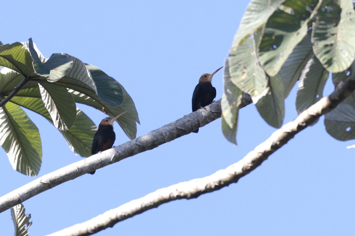White-throated Jacamar - ML642144648