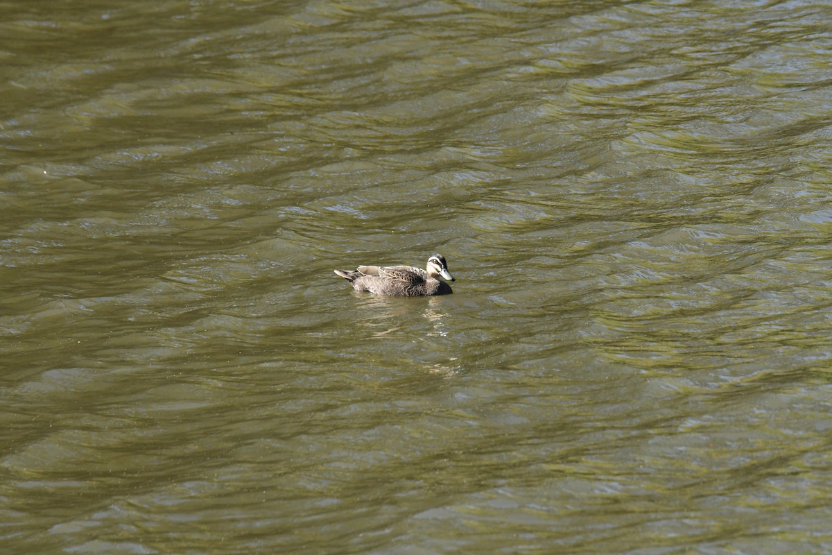 Pacific Black Duck - ML642144649