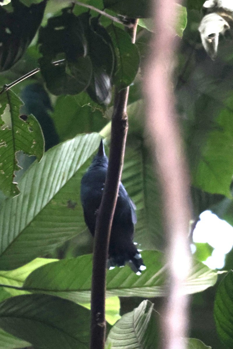 Gray Antbird - ML642144654