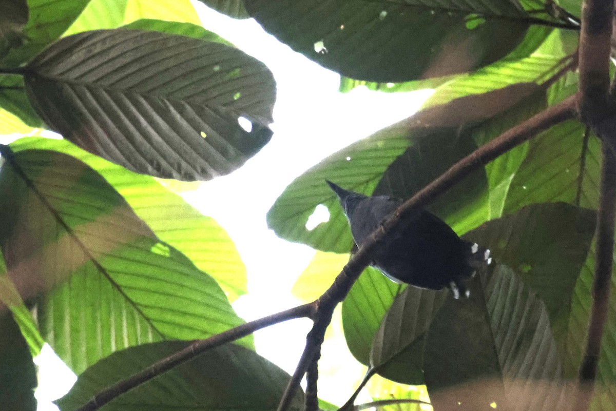 Gray Antbird - ML642144655