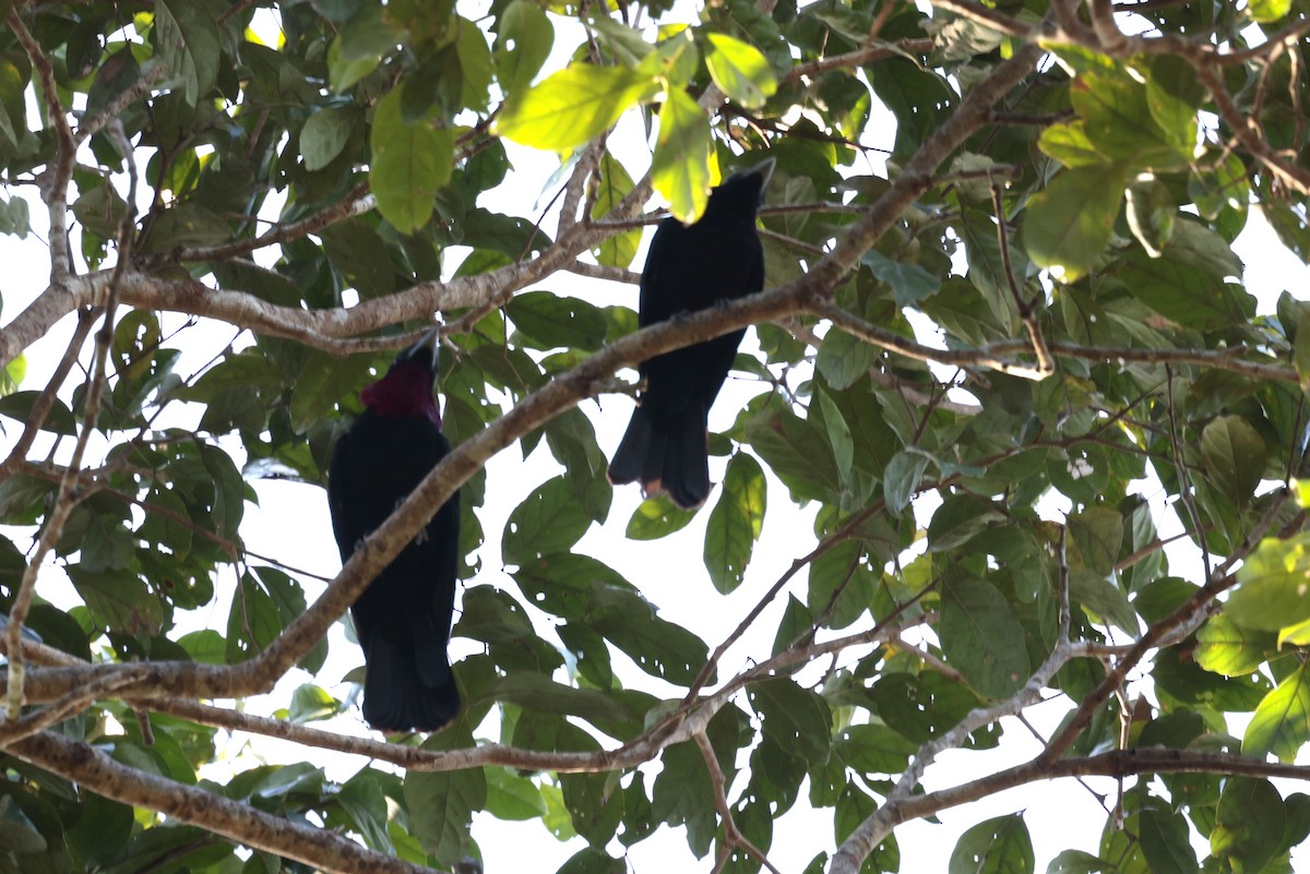 Purple-throated Fruitcrow - ML642144657