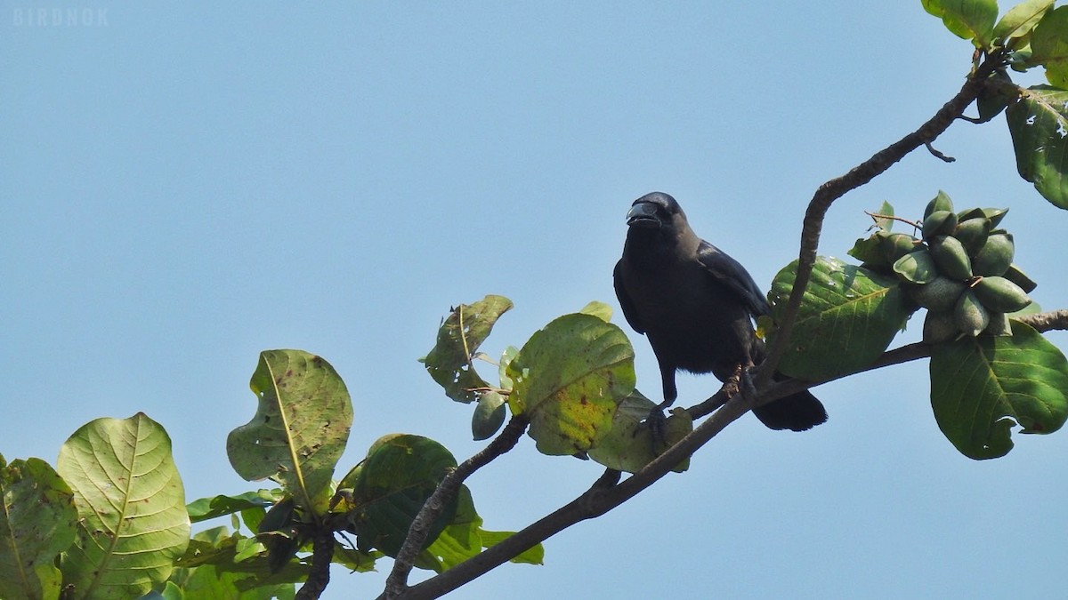 House Crow - ML642144661