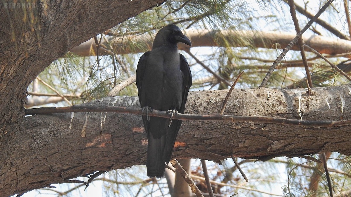 House Crow - ML642144662