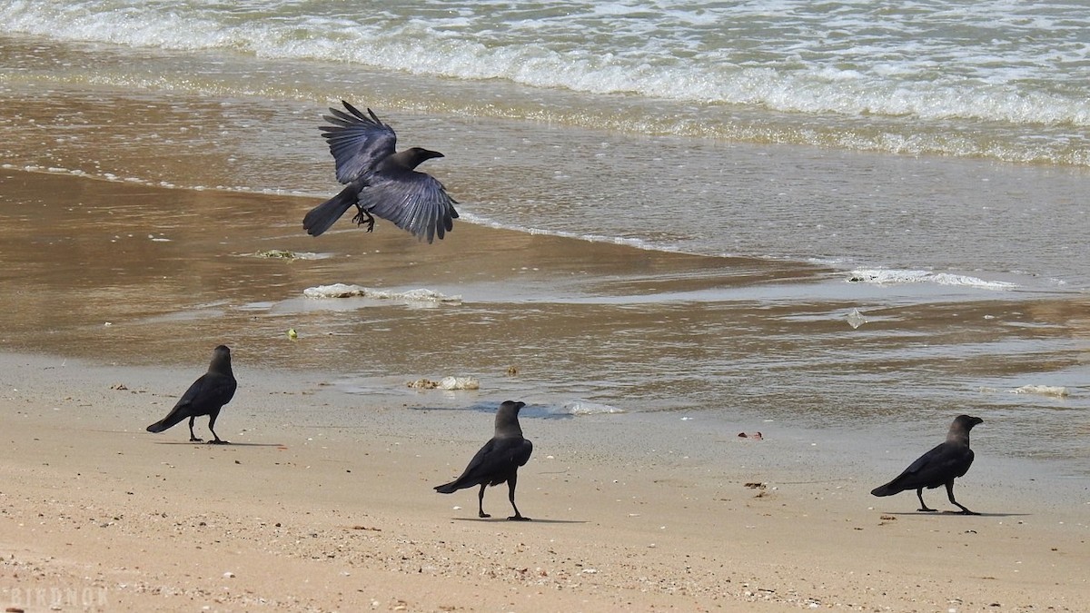 House Crow - ML642144664