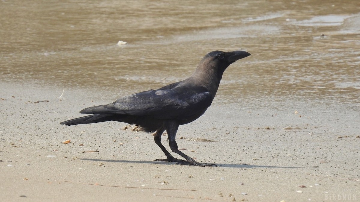House Crow - ML642144665