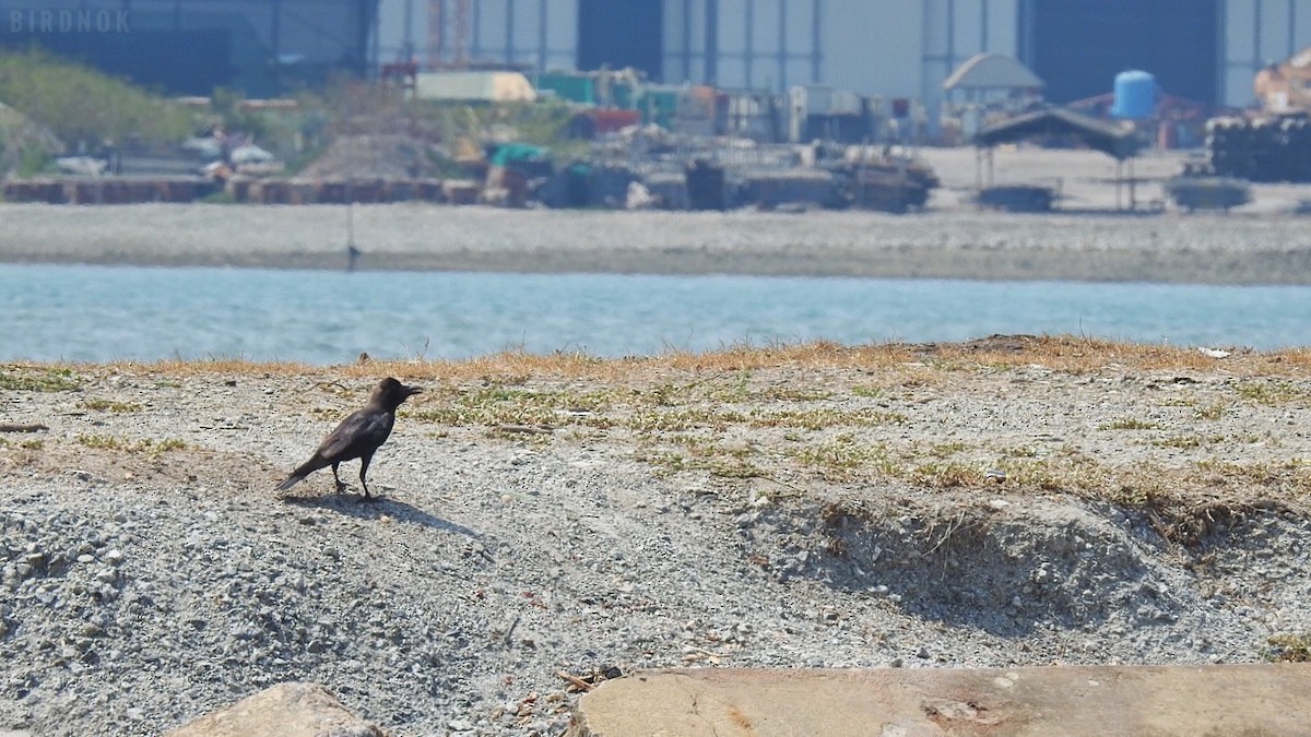 House Crow - ML642144666