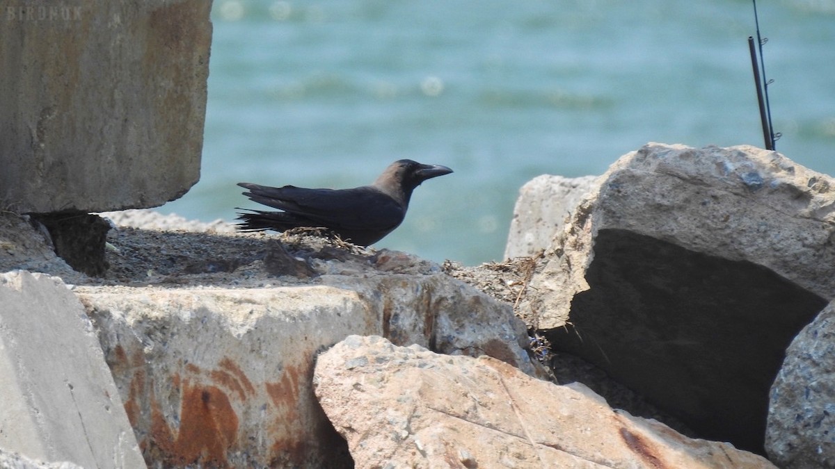House Crow - ML642144667