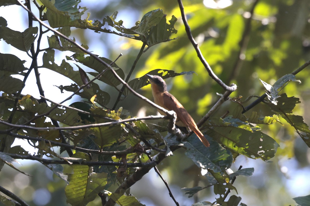 Pink-throated Becard - ML642144669