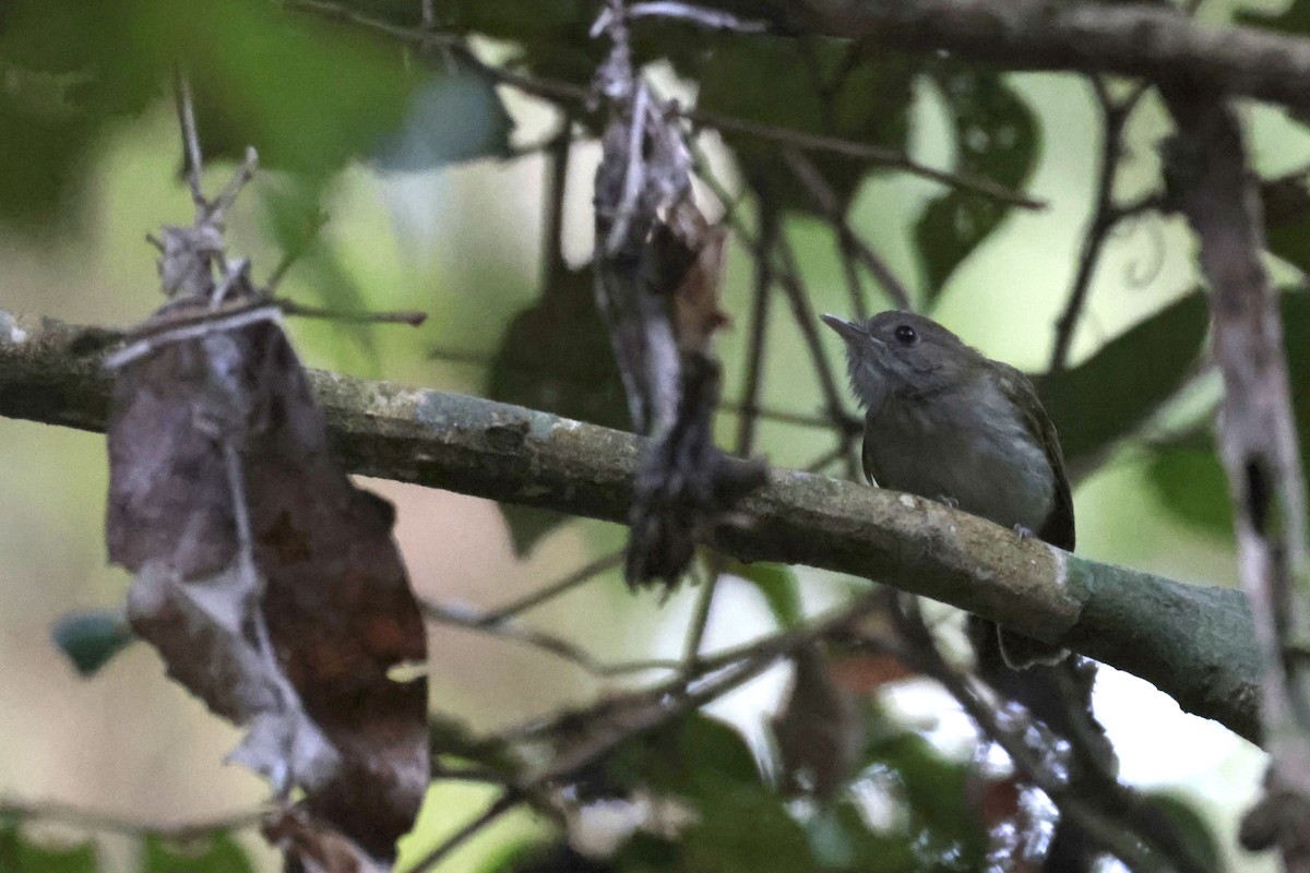 Flammulated Pygmy-Tyrant - ML642144670