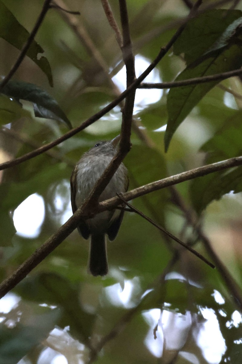 Flammulated Pygmy-Tyrant - ML642144671
