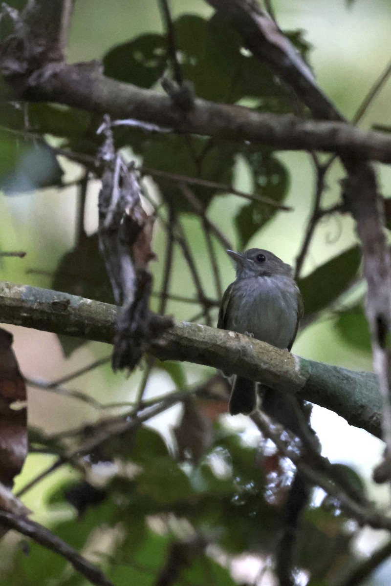 Flammulated Pygmy-Tyrant - ML642144672