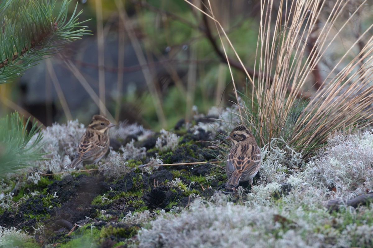 Rustic Bunting - ML642144673