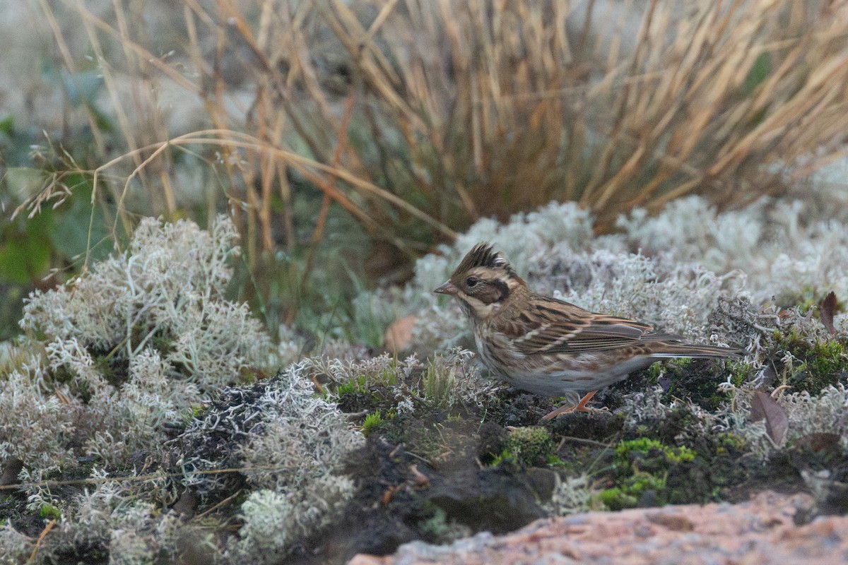 Rustic Bunting - ML642144674