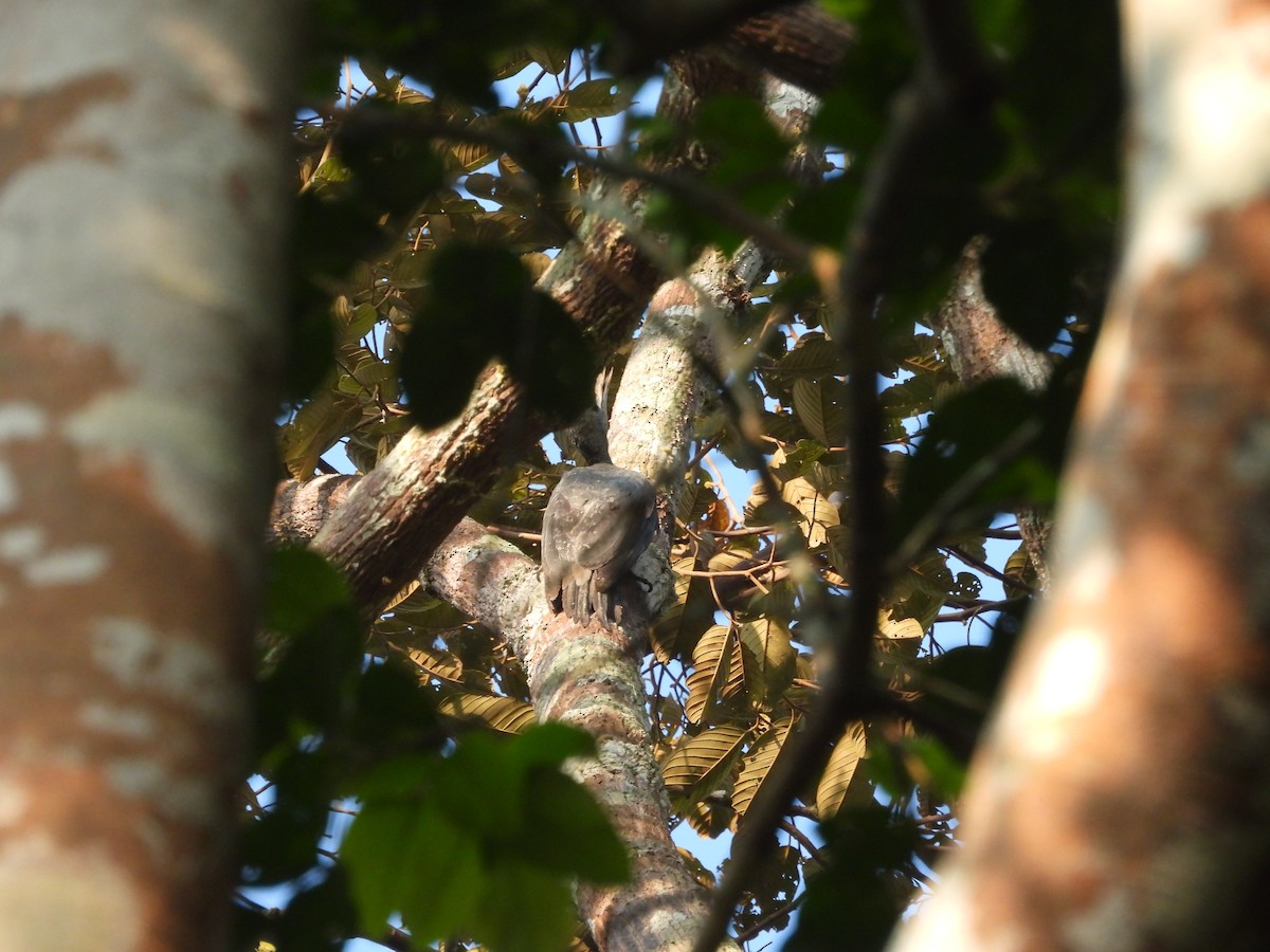 Great Slaty Woodpecker - ML642144675