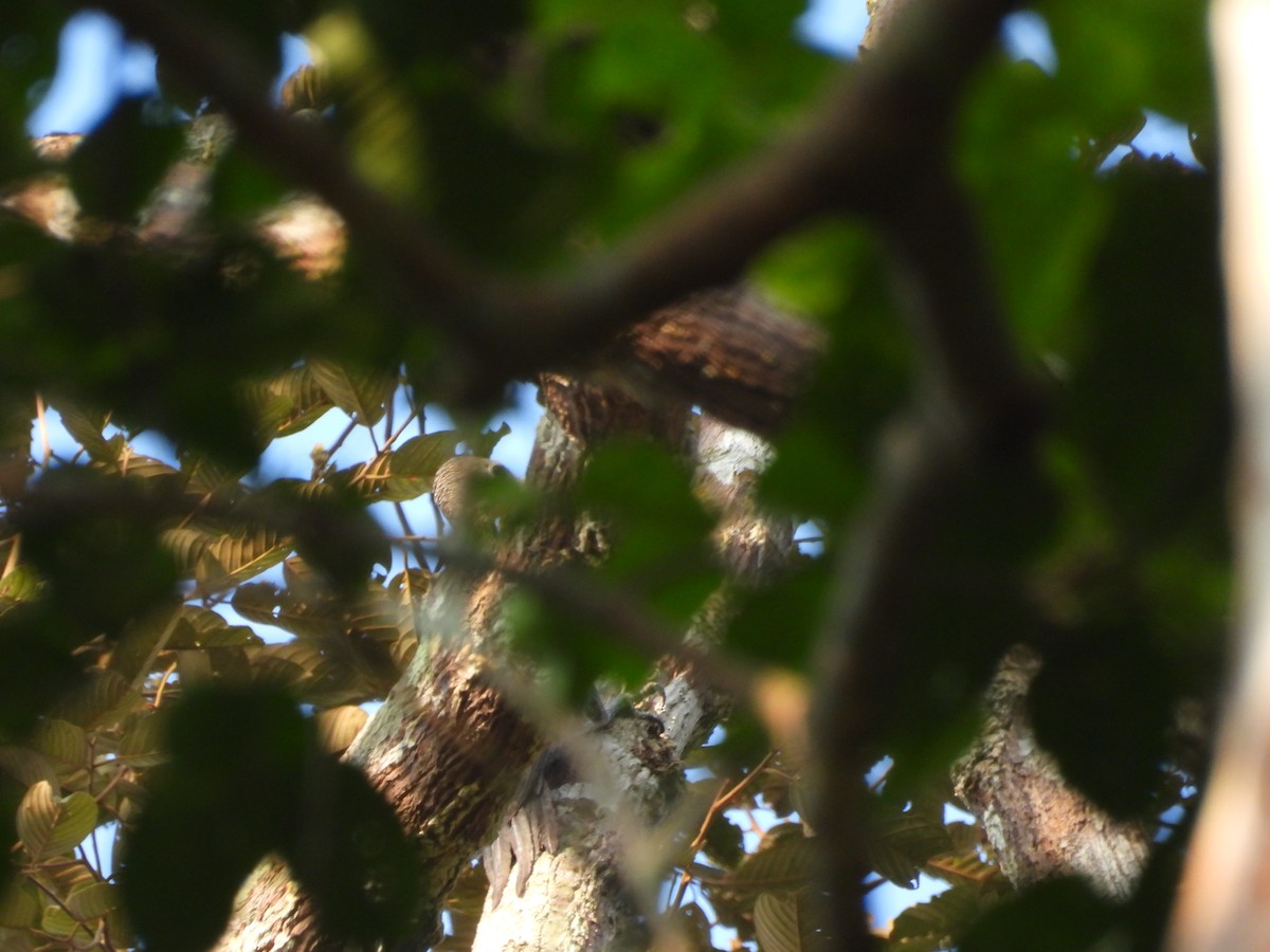 Great Slaty Woodpecker - ML642144676