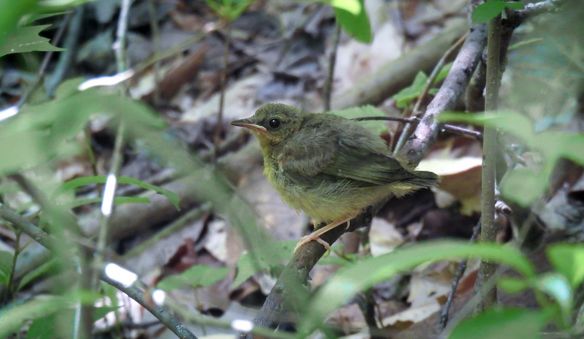Kentucky Warbler - ML642144677