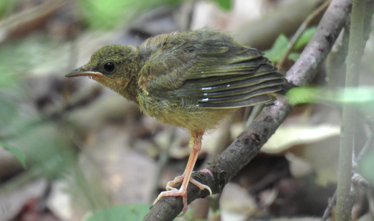Kentucky Warbler - ML642144678