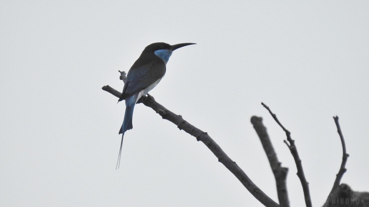Blue-throated Bee-eater - ML642144679