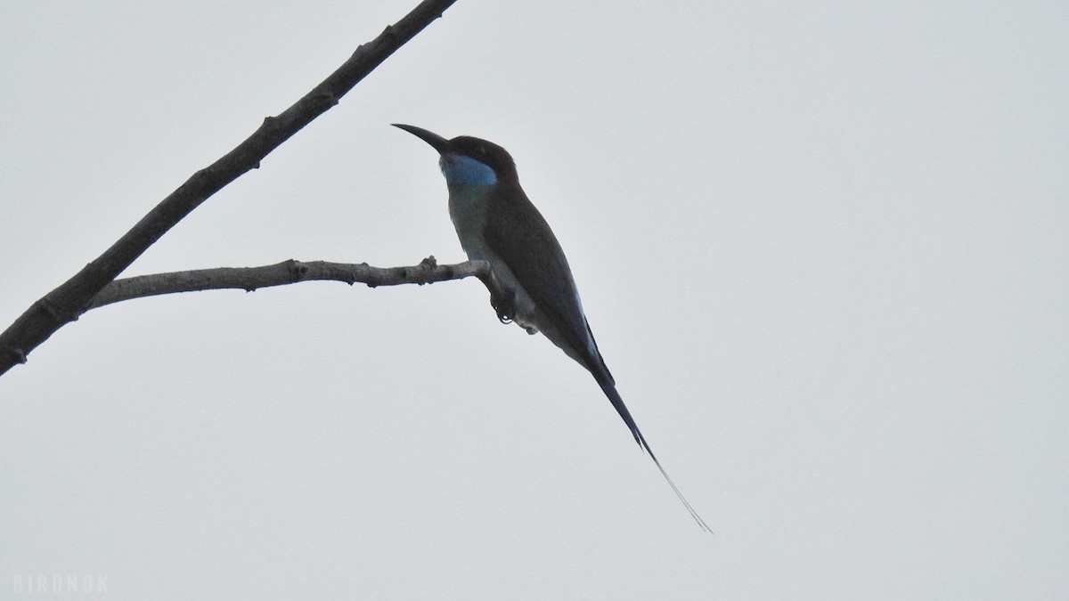 Blue-throated Bee-eater - ML642144680