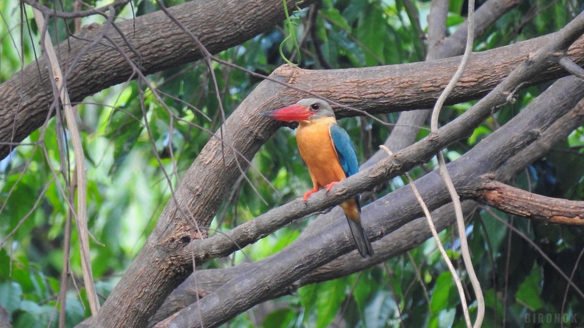 Stork-billed Kingfisher - ML642144681