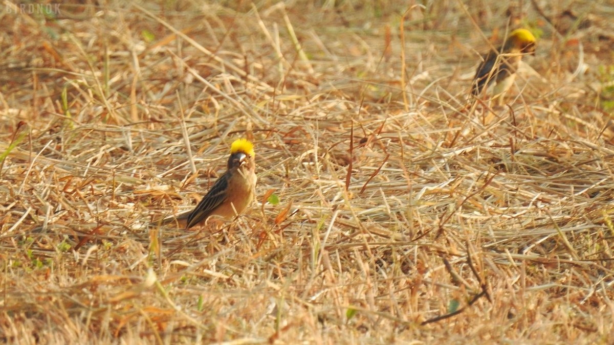 Baya Weaver - ML642144682