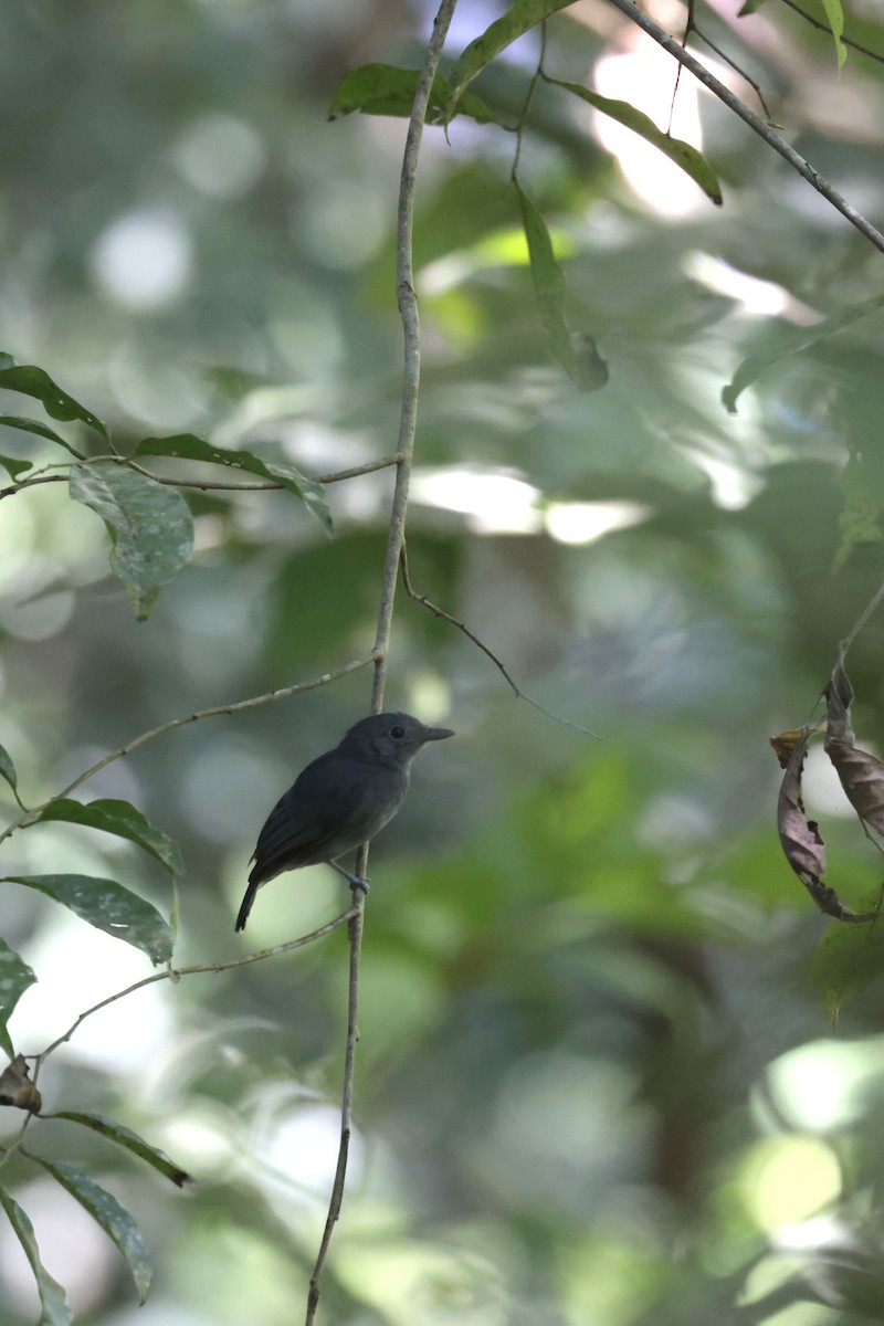 Bluish-slate Antshrike - ML642144686