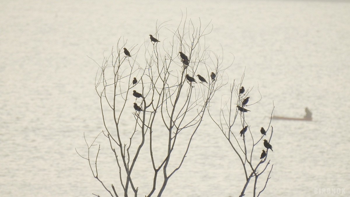 Great Myna - ML642144693