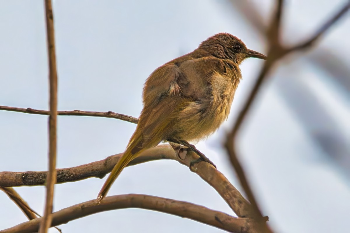 Brown Honeyeater - ML642144696