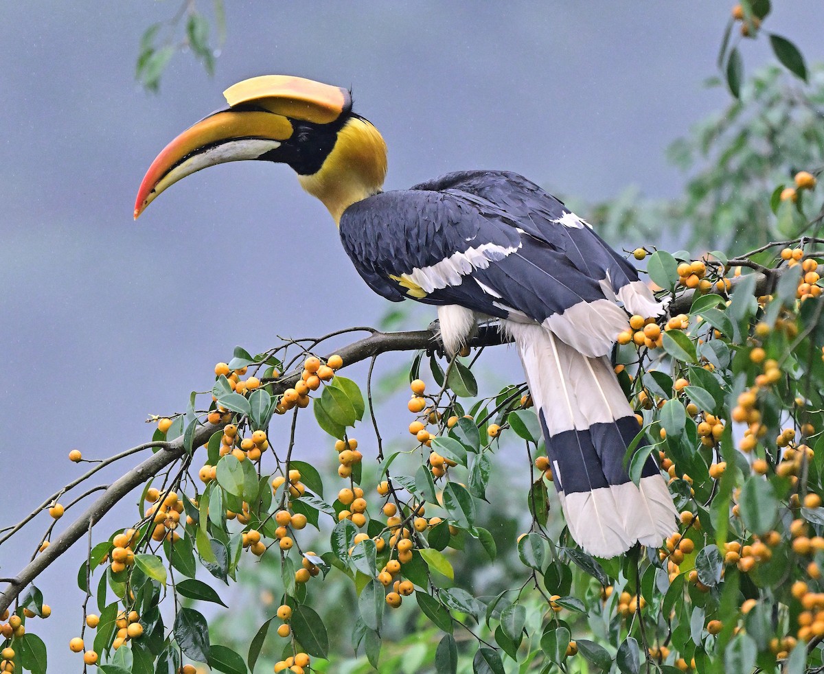 Great Hornbill - ML642144715