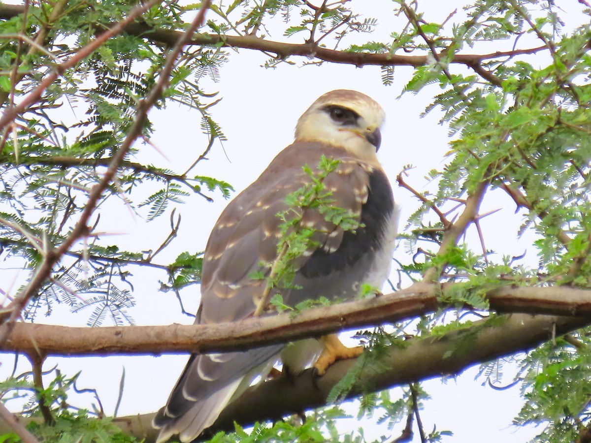 Black-winged Kite - ML642144719