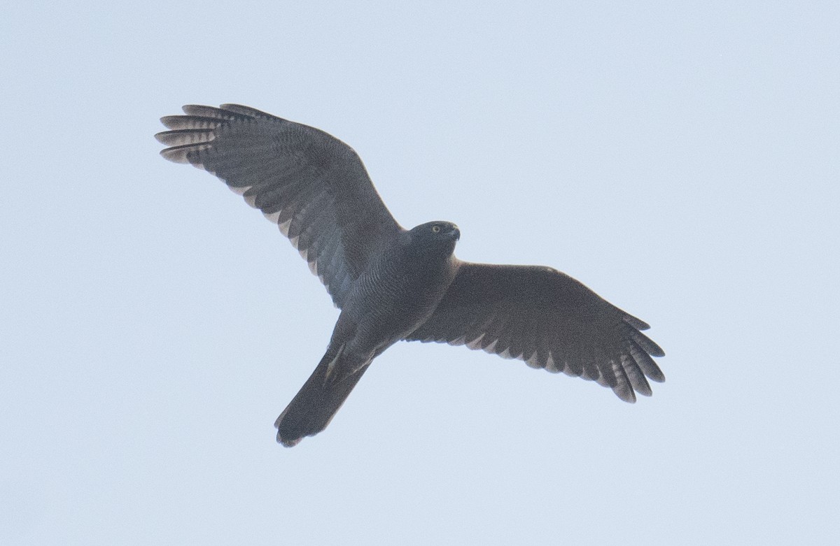 Brown Goshawk - ML642144720