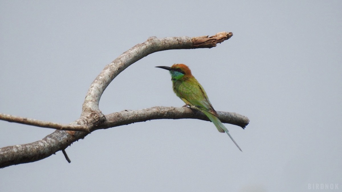 Asian Green Bee-eater - ML642144721