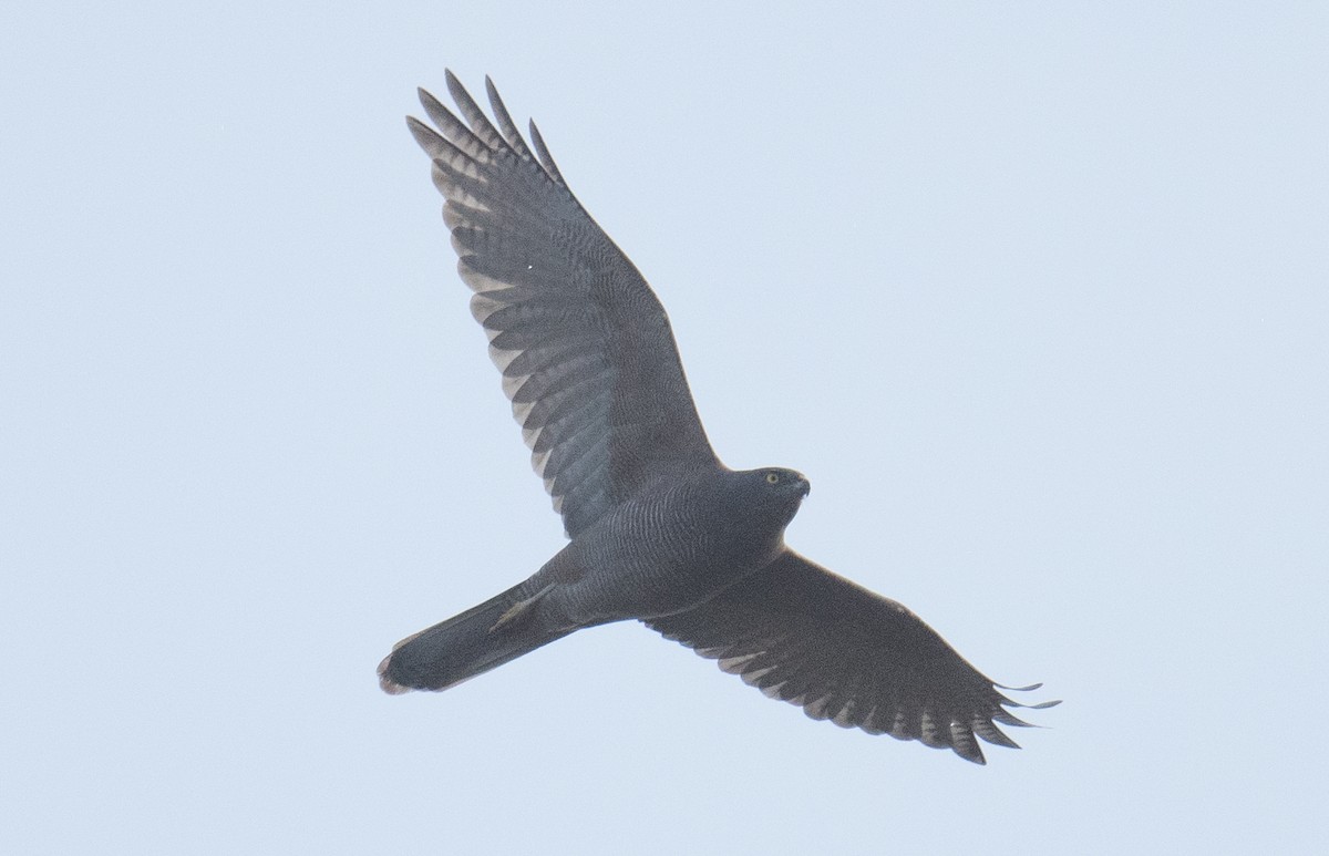 Brown Goshawk - ML642144722