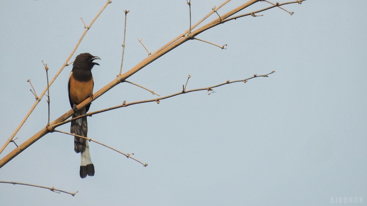 Rufous Treepie - ML642144723