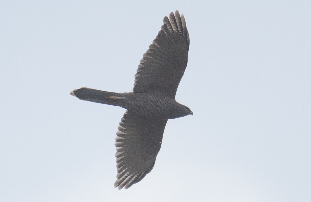 Brown Goshawk - ML642144724