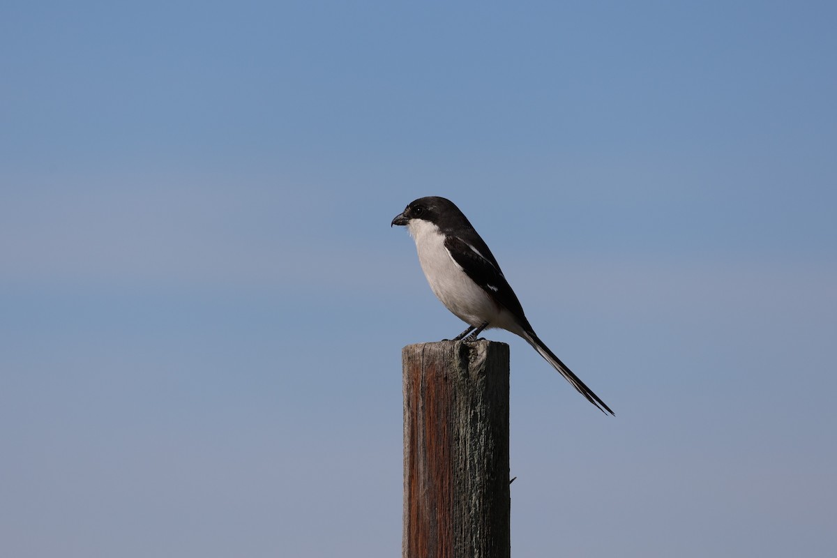 Southern Fiscal (Southern) - ML642144726