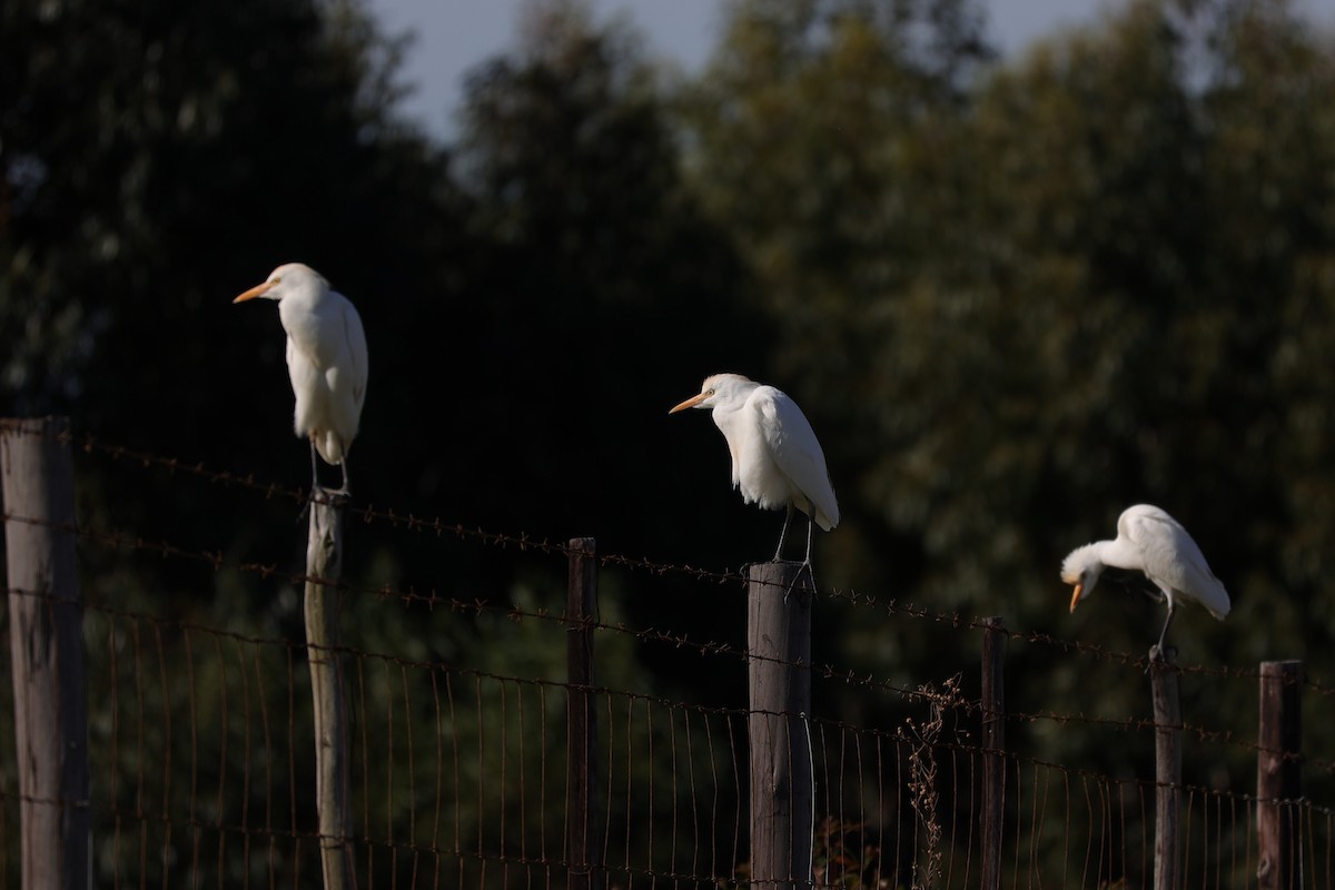 Western Cattle-Egret - ML642144727