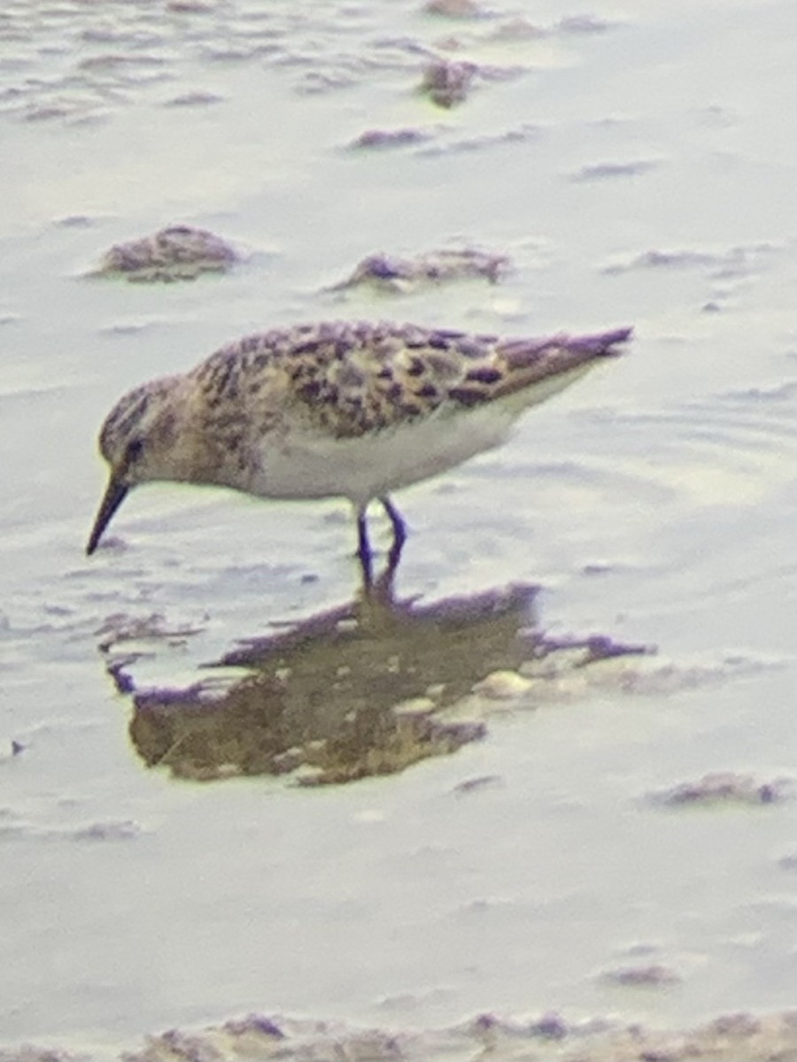 Little Stint - ML642144731