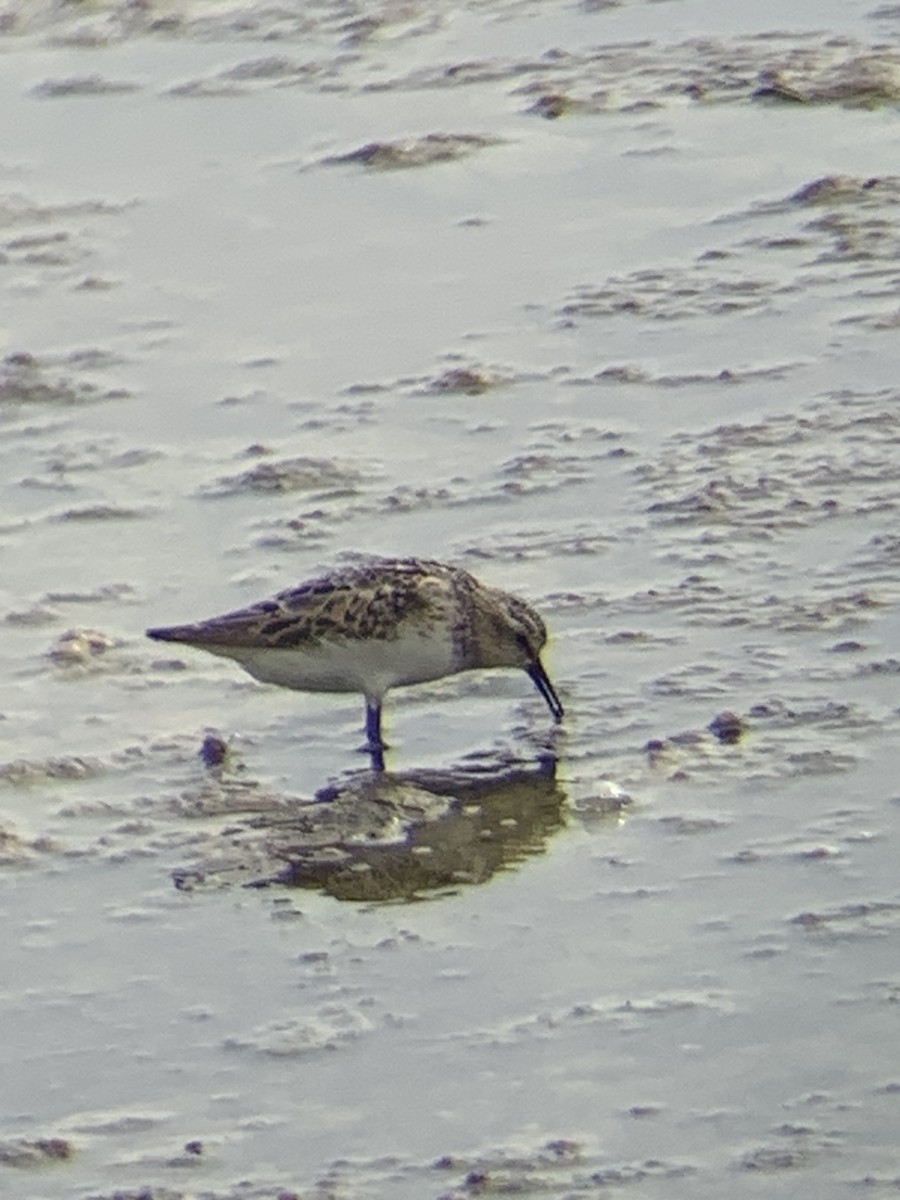 Little Stint - ML642144732