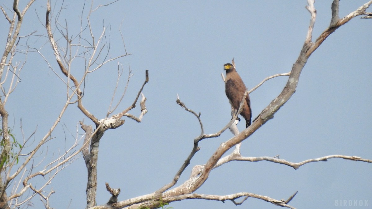 Crested Serpent-Eagle - ML642144733