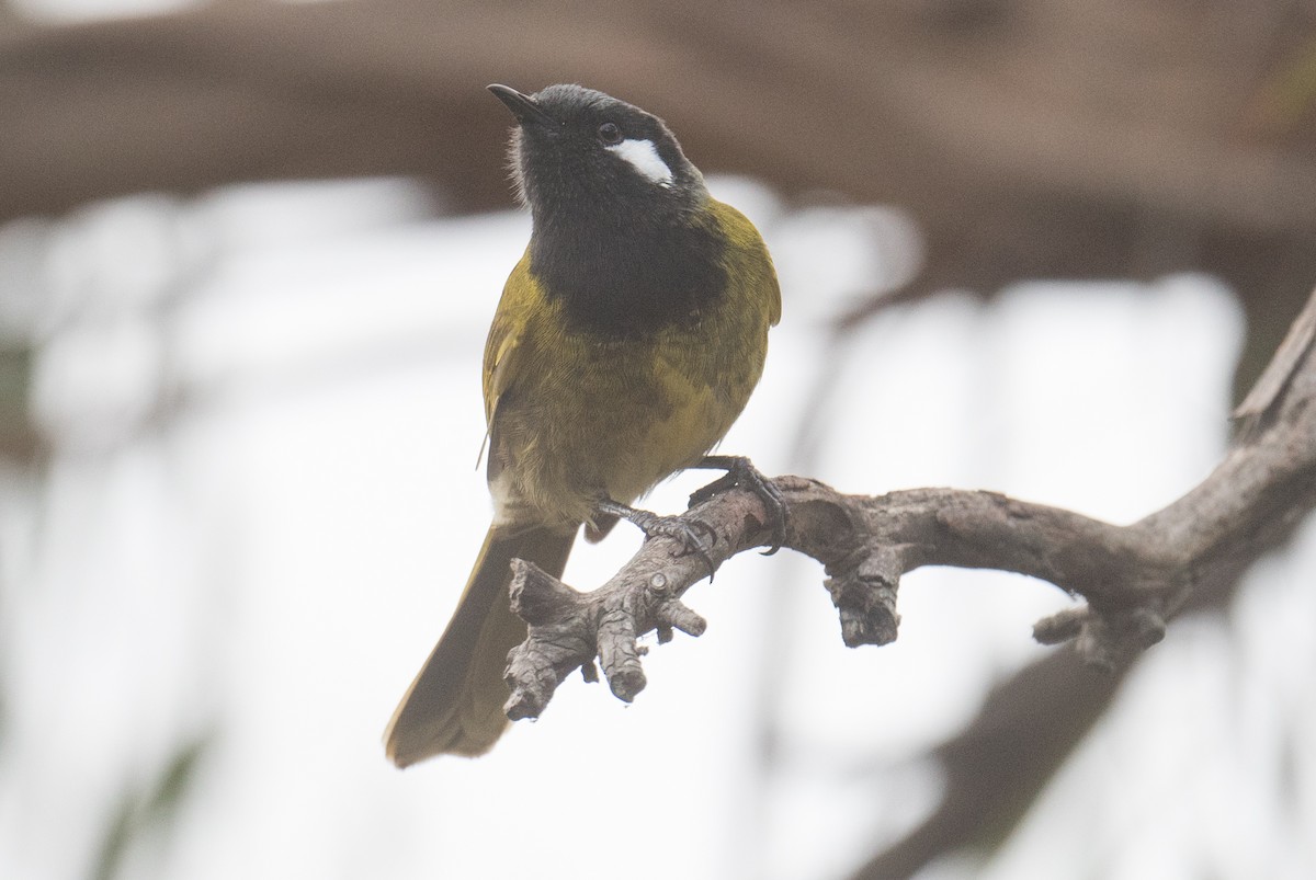 White-eared Honeyeater - ML642144734